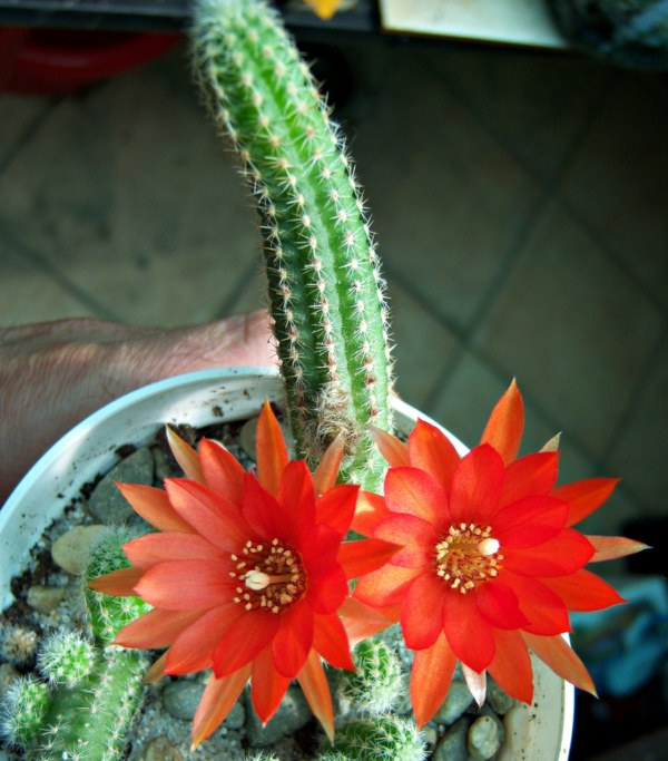 Chamaecereus Silvestris